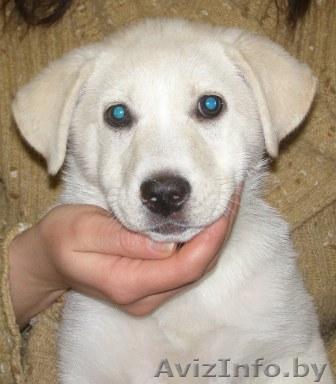 щенок в добрые руки  - Изображение #1, Объявление #196623