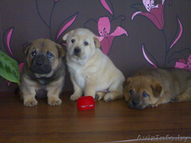 продажа щенков от чау-чау - Изображение #1, Объявление #277034