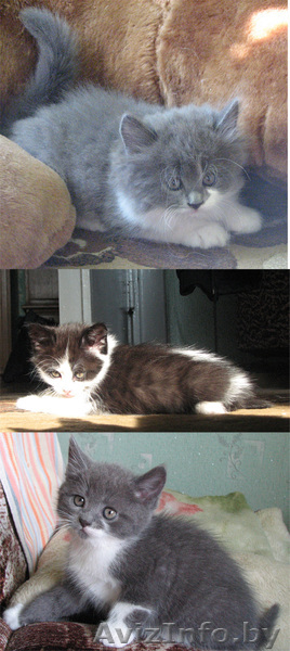 красивые котята в хорошие руки - Изображение #1, Объявление #316757