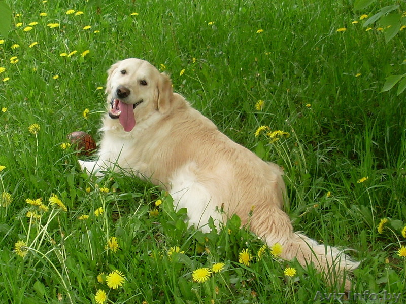 Щенки золотистого ретривера - Изображение #1, Объявление #329778