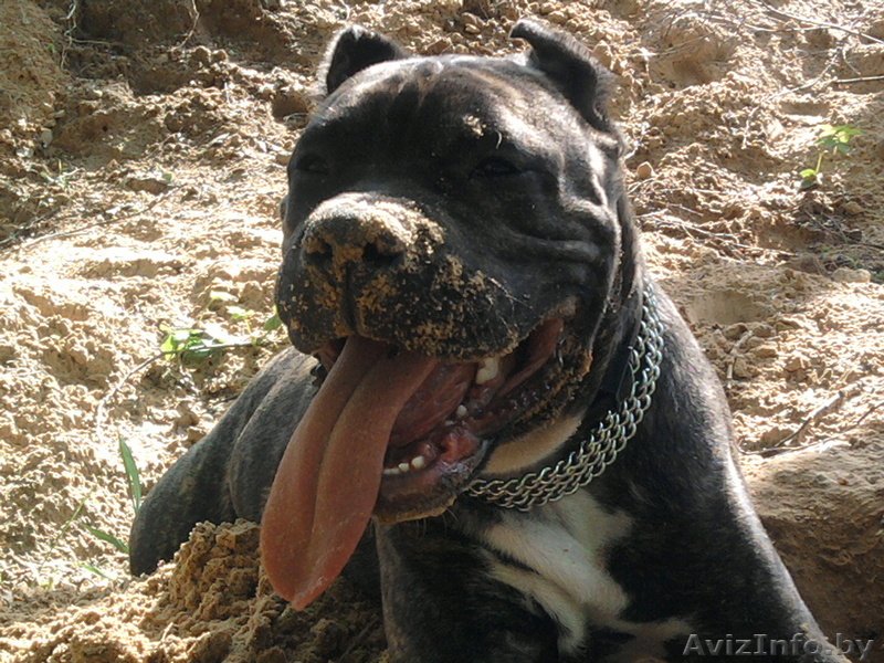 Американский стаффордширский терьер ищет заботливых хозяе - Изображение #1, Объявление #402875