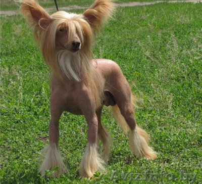 Продам голую китайскую хохлатую - Изображение #1, Объявление #465745