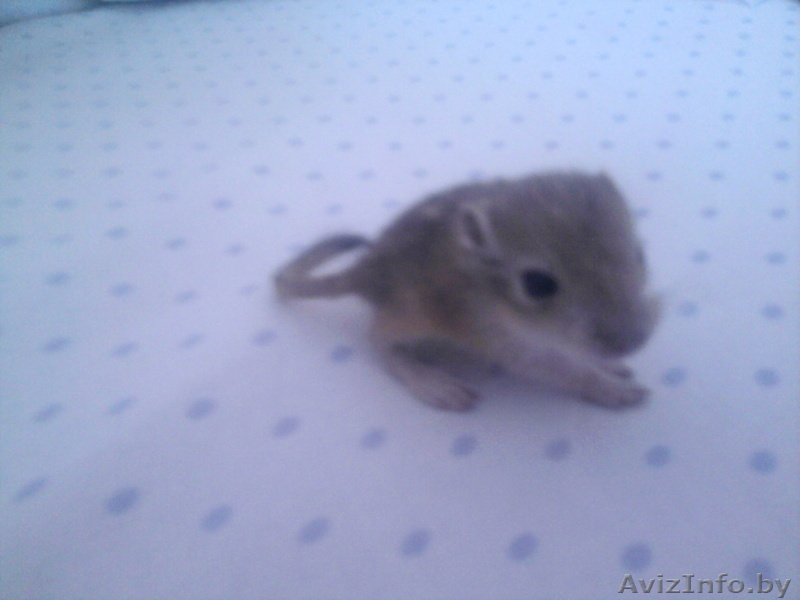 Продаю  Пищанок недорого - Изображение #1, Объявление #633346