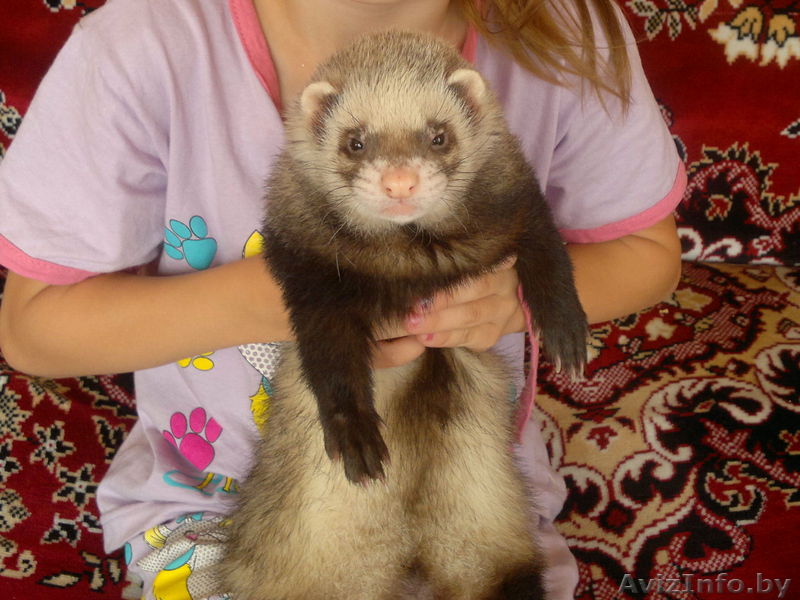 продам хорька в г.Барановичи - Изображение #1, Объявление #664194