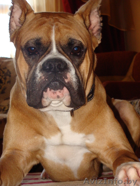 кобель боксера на вязку - Изображение #1, Объявление #645392
