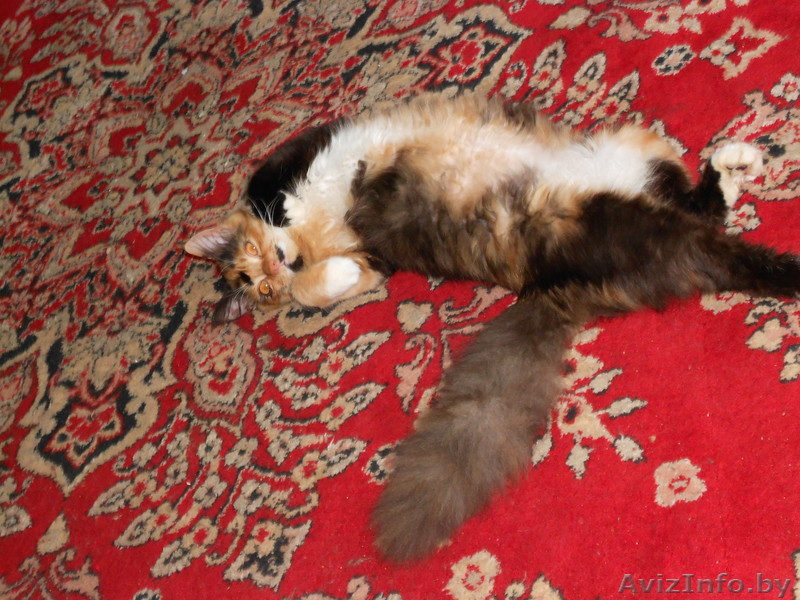 Отдам кошку  даром в хорошие руки - Изображение #1, Объявление #791305