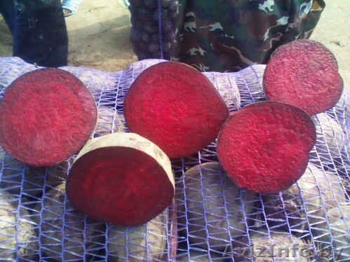 Свекла столовая в наличии оптом - Изображение #1, Объявление #942975