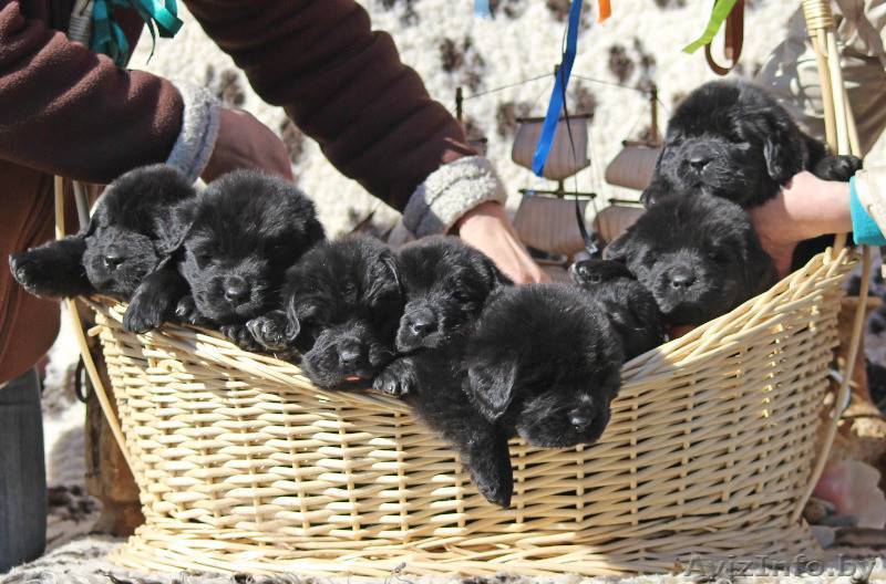 продам щенков ньюфаундлендов - Изображение #1, Объявление #995635