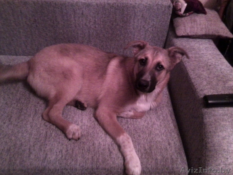 Отдам щенка срочно в добрые руки - Изображение #1, Объявление #1096013