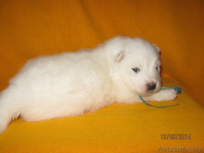 Щенки самоеда, рожденные 29 апреля 2014 года ждут своих хозяев.  - Изображение #1, Объявление #1091708