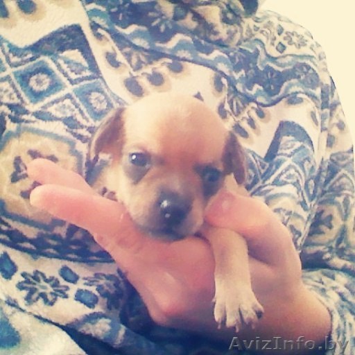 Красивый щенок той-терьера ищет хозяевов - Изображение #1, Объявление #1143514