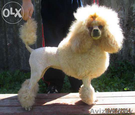 Стрижки собак.Опыт. - Изображение #1, Объявление #1172553