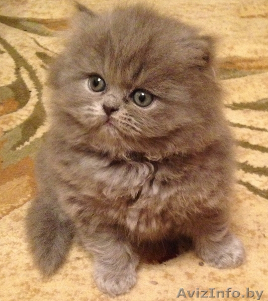 БРИТАНСКИЙ  КОТЕНОК - Изображение #1, Объявление #1197307