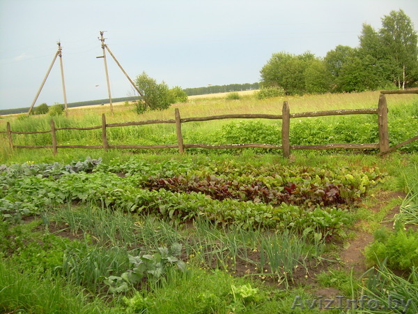 Продам семена овощных культур, трав, цветов оптом и в розницу - Изображение #1, Объявление #1211783