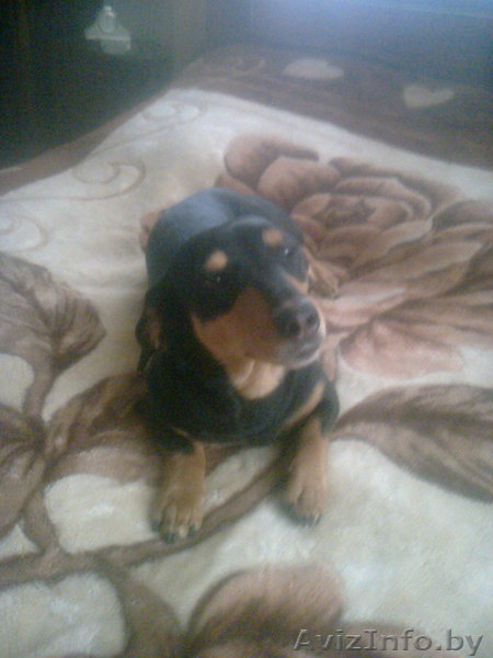 Мужчина в доме. - Изображение #1, Объявление #1174912