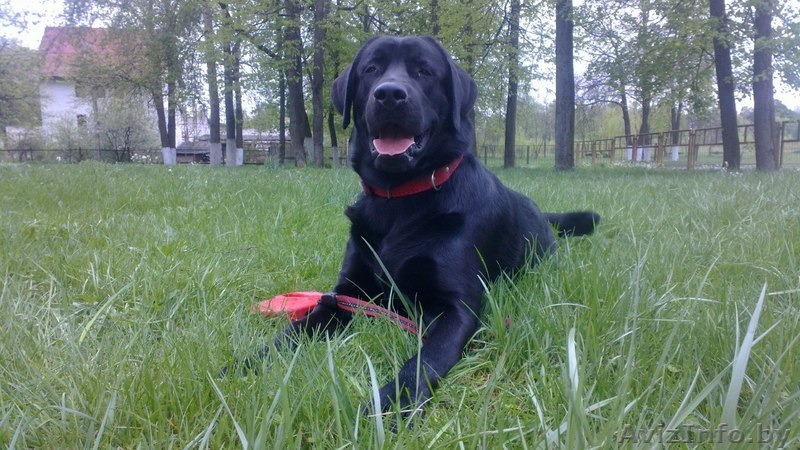 вязка собак кобель для вязки - Изображение #1, Объявление #1300978