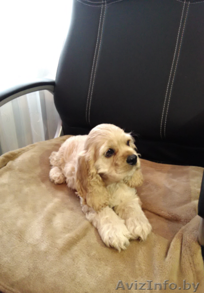 Щeнkи американскoгo кoкер спaниеля - Изображение #1, Объявление #1330225