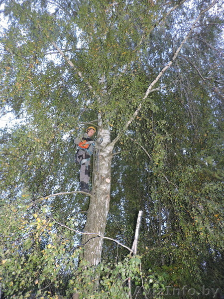 Удаление, обрезка деревьев - Изображение #1, Объявление #1333287