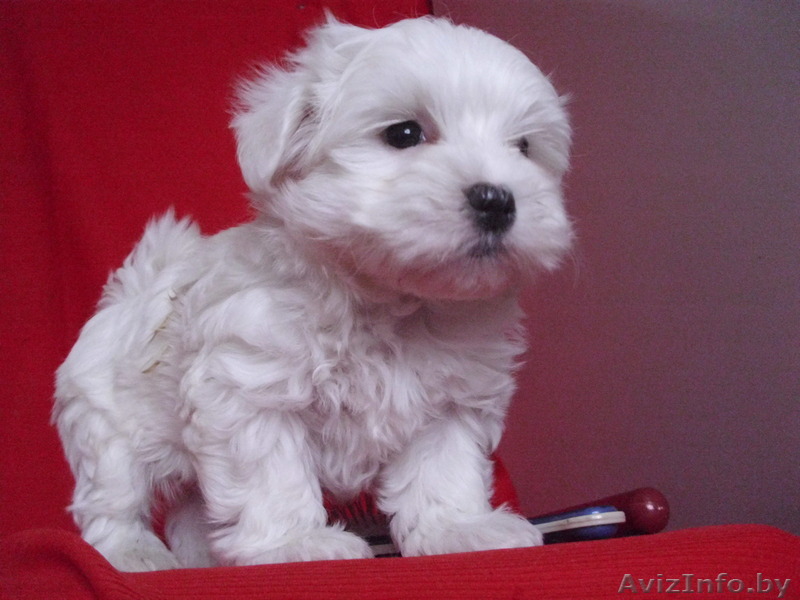 Мальтийская болонка щенки - Изображение #1, Объявление #1358951