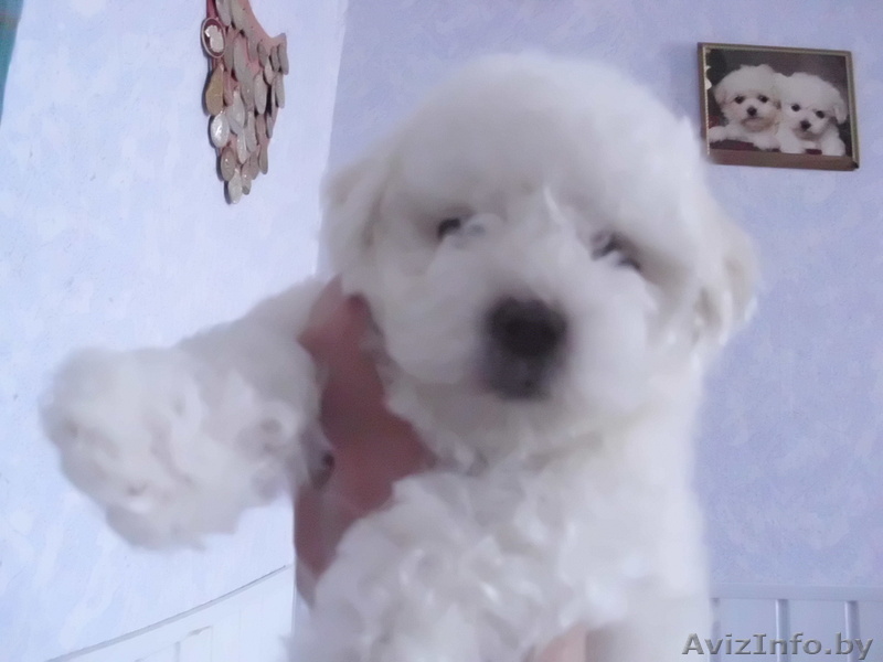 Мальтийская болонка девочка 2,5 мес. - Изображение #1, Объявление #1620333
