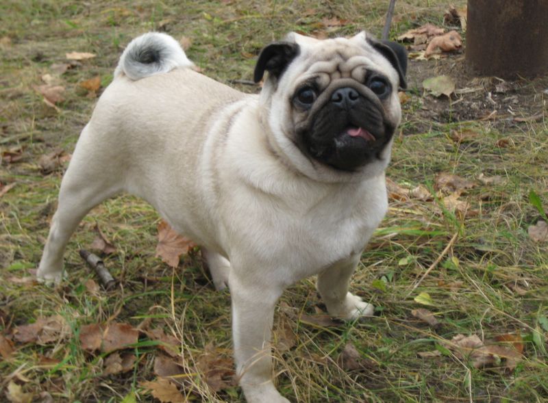 Куплю щенка мопса до 2 мес. для себя - Изображение #1, Объявление #1646000