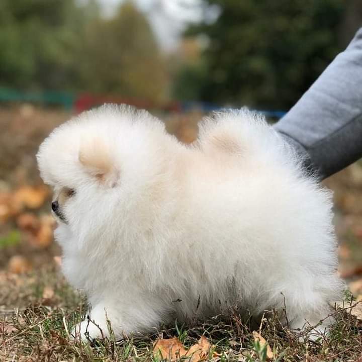 цудоўны чыстакроўны Памеран - Изображение #1, Объявление #1697024