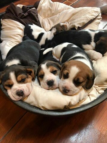 У НАЯВАННІ....... - Изображение #1, Объявление #1702792