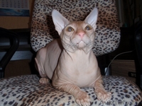 Элитный кот породы Донской сфинск ищет подругу для вязки! - Изображение #4, Объявление #186863