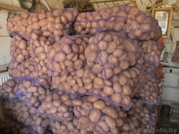 ПРОДАМ КАТРОФЕЛЬ СКАРБ - Изображение #1, Объявление #248158