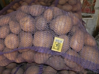 ПРОДАМ КАТРОФЕЛЬ СКАРБ - Изображение #4, Объявление #248158