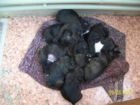 французские бульдоги - Изображение #1, Объявление #262579