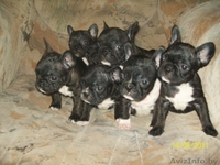 французские бульдоги - Изображение #2, Объявление #262579