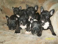 французские бульдоги - Изображение #3, Объявление #262579