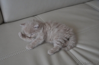 Отдам персидских котят за символическую плату - Изображение #4, Объявление #269015