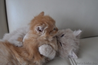 Отдам персидских котят за символическую плату - Изображение #5, Объявление #269015