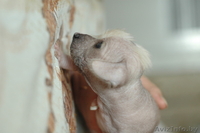 Щенки китайской хохлатой собачки 1м - Изображение #1, Объявление #308488