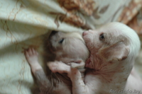 Щенки китайской хохлатой собачки 1м - Изображение #2, Объявление #308488