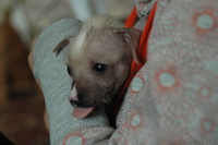 Щенки китайской хохлатой собачки 1м - Изображение #3, Объявление #308488