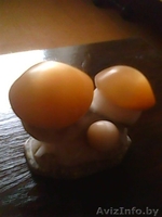 Декоративные грибки - Изображение #1, Объявление #325359