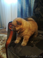 Чау-чау щенки продам - Изображение #3, Объявление #406654