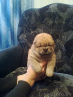 Чау-чау щенки продам - Изображение #4, Объявление #406654