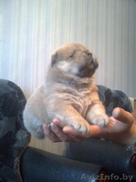 Чау-чау щенки продам - Изображение #1, Объявление #406654