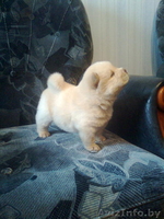 Чау-чау щенки продам - Изображение #2, Объявление #406654