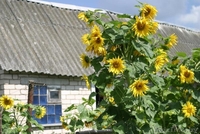 Дача в Полонке 10 соток - Изображение #3, Объявление #588511