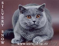 Продам кот британец - Изображение #1, Объявление #603758