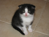 Продам красивых котят (скоттиш фолд, скоттиш страйт) - Изображение #2, Объявление #592784