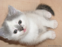 Продам красивых котят (скоттиш фолд, скоттиш страйт) - Изображение #3, Объявление #592784