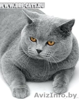 Продам кот британец - Изображение #2, Объявление #603758