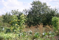 Дача в Полонке 10 соток - Изображение #6, Объявление #588511