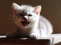 Шотландские плюшевые малыши - Изображение #1, Объявление #641389